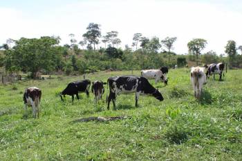 A participação das cooperativas de MT