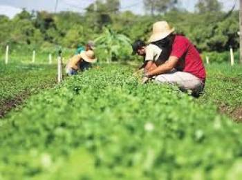 Mais acesso de cooperativas agro ao crédito rural