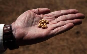 Produtividade de soja cresce entre 10% e 15%