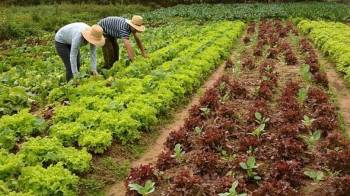 Sancionada, com vetos, lei de apoio à agricultura familiar