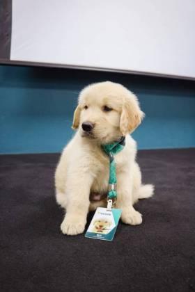 Sicoob Primavera lança o projeto inédito ‘Cãolaborador’