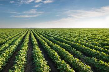 Valor da Produção Agropecuária de 2020 soma mais de R$ 871 bi 