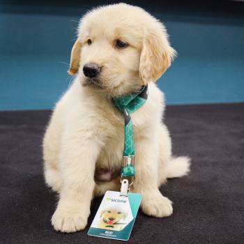 Sicoob Primavera ganha cooperados com apoio do “cãolaborador”